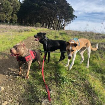 K9-CrossFit - On a hike with K9-CrossFit - Pet Training Near Me - Daly City, California K9-CrossFit - On a hike with K9-CrossFit - Pet Training Near Me - Daly City, California