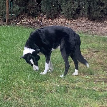 Penryn Pet Hospital - Potty time! - Veterinarians Near Me - Loomis, California Penryn Pet Hospital - Potty time! - Veterinarians Near Me - Loomis, California