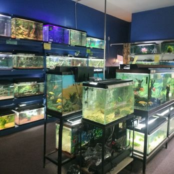Mark's Country Store - Fish for aquariums or ponds. - Pet Stores Near Me - Springville, New York