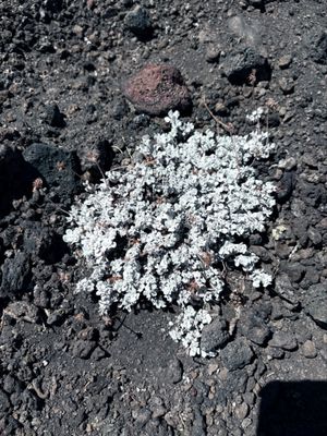 Craters of the Moon National Monument by null