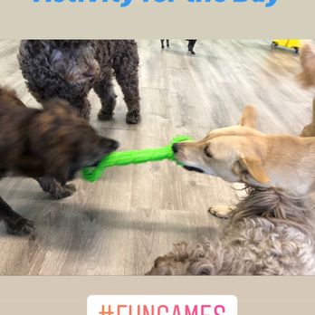 Strut Your Pup - Daily playtime during toy time. :)! - Dog Walkers Near Me - Guttenberg, New Jersey Strut Your Pup - Daily playtime during toy time. :)! - Dog Walkers Near Me - Guttenberg, New Jersey