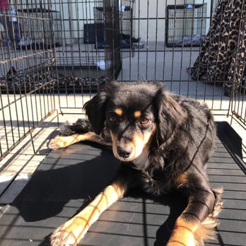 PetSmart - National PetSmart adoption weekend - Pet Stores Near Me - Stockton, California PetSmart - National PetSmart adoption weekend - Pet Stores Near Me - Stockton, California