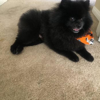 All About Paws Pet Spa - Almost a week after his appointment and still looking sharp! - Pet Groomers Near Me - Upland, California