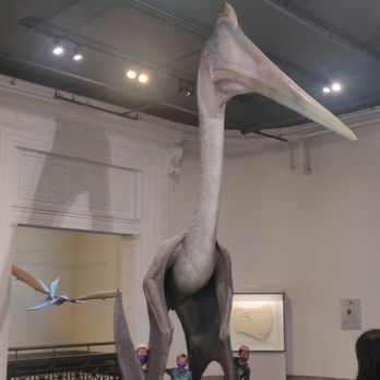 Field Museum - Museums Near Me - Chicago, Illinois