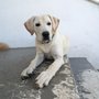 Photo of Cailee's Dog Sitting
