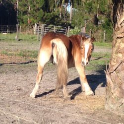 Hot To Trot Stables - Punky Pony