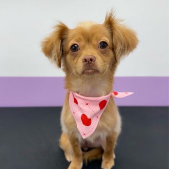 Pawssentials - Lychee fresh groomed - Pet Groomers Near Me - Milpitas, California Pawssentials - Lychee fresh groomed - Pet Groomers Near Me - Milpitas, California