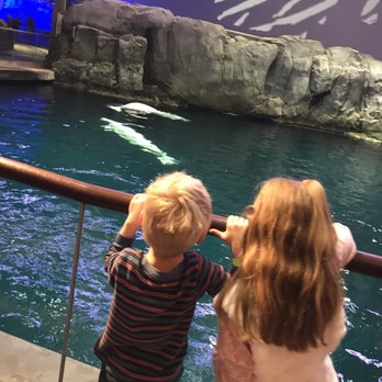 Shedd Aquarium - Aquariums Near Me - Chicago, Illinois Shedd Aquarium - Aquariums Near Me - Chicago, Illinois