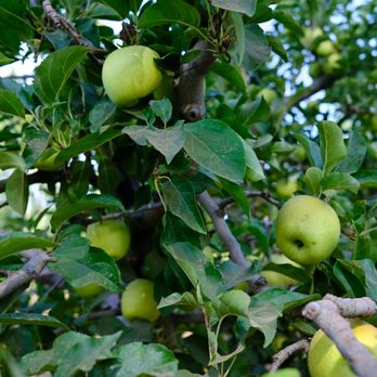Pine-O-Mine Ranch - delicious apples - Fruits & Veggies Near Me - Placerville, California