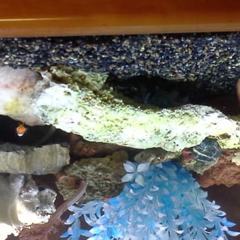 Bakersfield Aquatic Pets - one of my rocks but it keeps loading upside down - Aquarium Services Near Me - Bakersfield, California Bakersfield Aquatic Pets - one of my rocks but it keeps loading upside down - Aquarium Services Near Me - Bakersfield, California