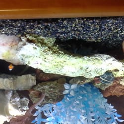 Bakersfield Aquatic Pets - One of my rocks but it keeps loading upside down