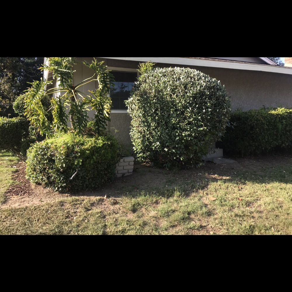 Green Ivy Maintenance - BEFORE side yard - Landscaping Near Me
