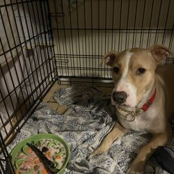 808 Raw Pet Food - Bustah waiting to eat patiently
