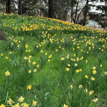 Brooklyn Botanic Garden - Daffodils - Botanical Gardens Near Me - Brooklyn, New York Brooklyn Botanic Garden - Daffodils - Botanical Gardens Near Me - Brooklyn, New York