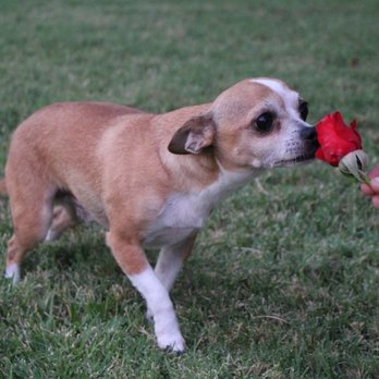 Peaceful Pet Passing - Veterinarians Near Me Peaceful Pet Passing - Veterinarians Near Me