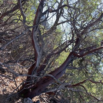 Feather Falls Trail - Manzanita tree - Hiking Near Me Feather Falls Trail - Manzanita tree - Hiking Near Me