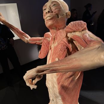 BODIES... The Exhibition - Museums Near Me - Las Vegas, Nevada BODIES... The Exhibition - Museums Near Me - Las Vegas, Nevada