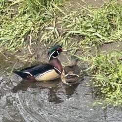 Wood Ducks at Elmers in Tualatin.