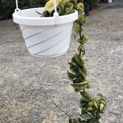 Holly Brook Farms & Garden Center - Hindu rope $25