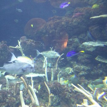 Seattle Aquarium - Dory - Aquariums Near Me - Seattle, Washington Seattle Aquarium - Dory - Aquariums Near Me - Seattle, Washington