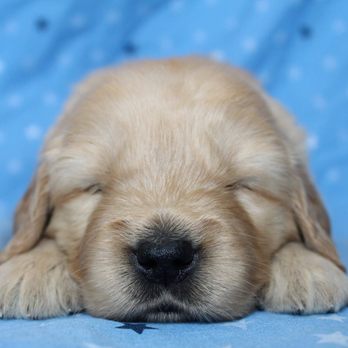 Sterling Valley Goldens - Pet Breeders Near Me Sterling Valley Goldens - Pet Breeders Near Me