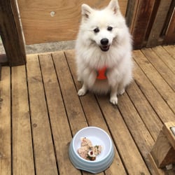 DogHouse