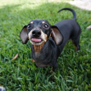 Orlando Dog Mom - Myriam's awesome pics - Dog Walkers Near Me Orlando Dog Mom - Myriam's awesome pics - Dog Walkers Near Me