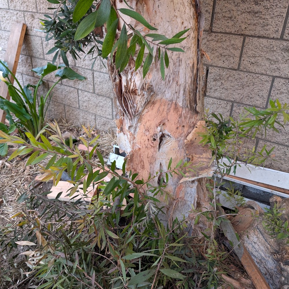 Inexpensive Tree Services - Before - Tree Services Near Me - Los Angeles, California