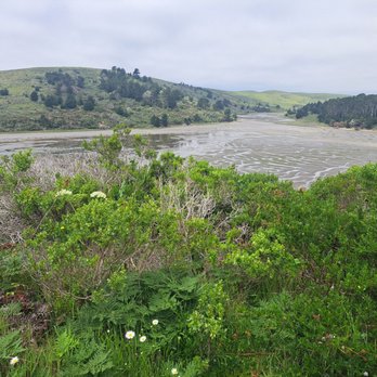 Estero Trail - Daisies and estero - Hiking Near Me - Point Reyes Station, California