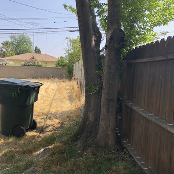 Real Tree Service - Before removal - Tree Services Near Me