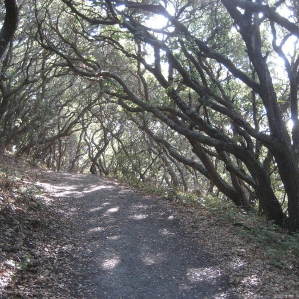 Junipero Serra Park - canopy on live oak nature trail - Parks Near Me - San Bruno, California Junipero Serra Park - canopy on live oak nature trail - Parks Near Me - San Bruno, California