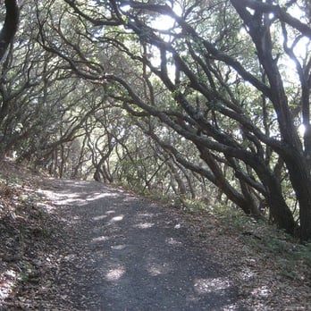 Junipero Serra Park - canopy on live oak nature trail - Parks Near Me - San Bruno, California Junipero Serra Park - canopy on live oak nature trail - Parks Near Me - San Bruno, California