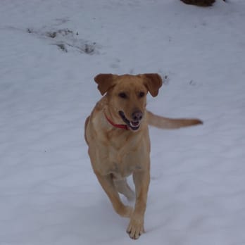 Queensgate K-nine N' Kat Kingdom - Buddie at play Snow Day - Pet Sitting Near Me - Richland, Washington Queensgate K-nine N' Kat Kingdom - Buddie at play Snow Day - Pet Sitting Near Me - Richland, Washington