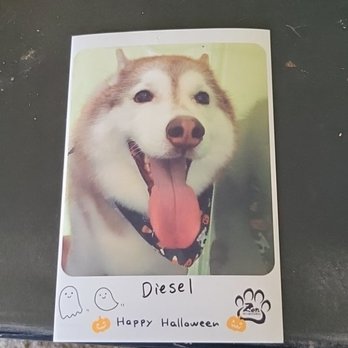 Zen Pet Grooming - His Halloween photo! - Pet Groomers Near Me - Placentia, California Zen Pet Grooming - His Halloween photo! - Pet Groomers Near Me - Placentia, California