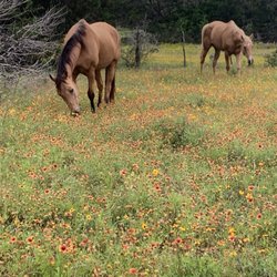 Rebecca Hubbard - Horses