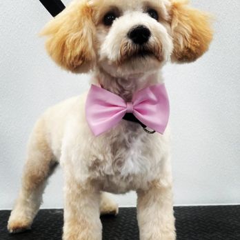 Zoomin Groomin - Brevard - Pet Groomers Near Me Zoomin Groomin - Brevard - Pet Groomers Near Me