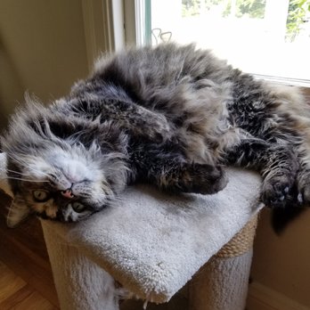 Kitty Karma Cat Sitting - Pet Sitting Near Me Kitty Karma Cat Sitting - Pet Sitting Near Me