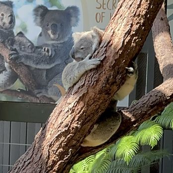 Taronga Zoo - Zoos Near Me - Mosman, NSW Taronga Zoo - Zoos Near Me - Mosman, NSW