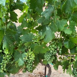 Raging Bull Vineyard - Stroll among the vines