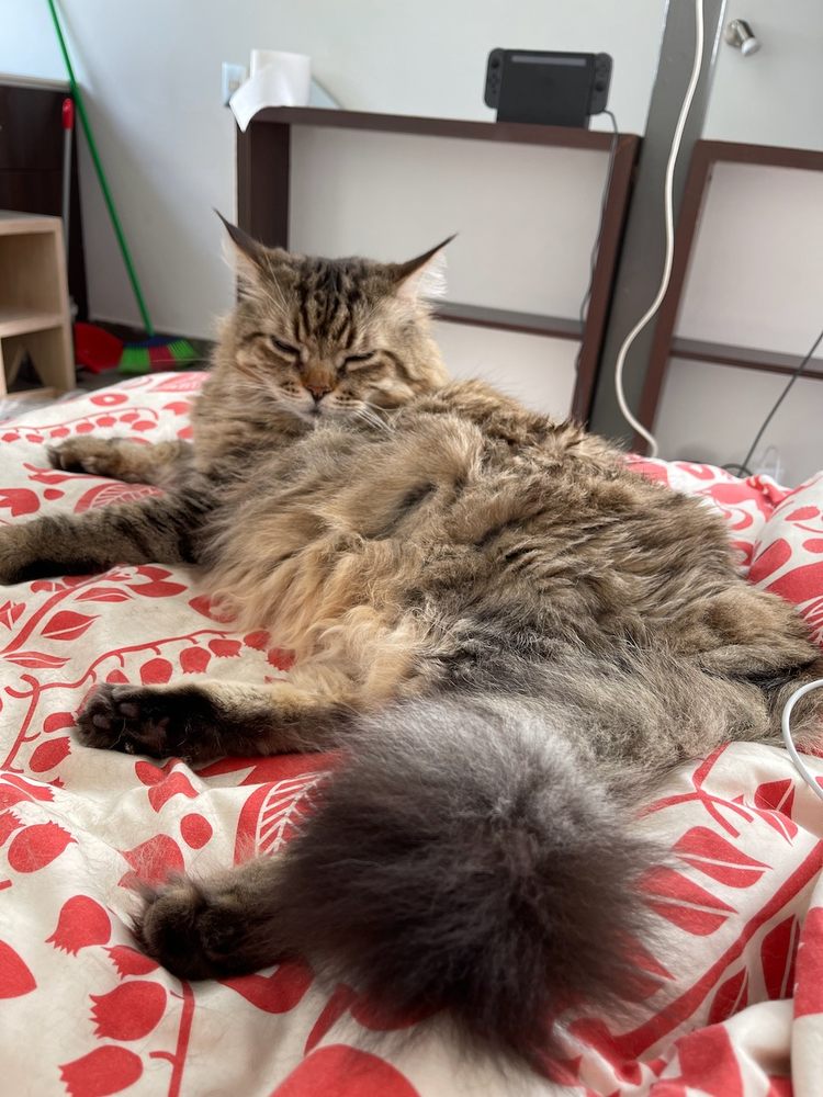 WAYSIDE ANIMAL HOSPITAL Updated October 2024 13 Reviews 99 Cove