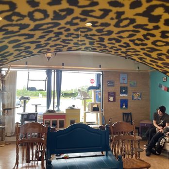 The Witty Whisker Cat Cafe - Lots of cats - Themed Cafes Near Me - St. Augustine, Florida