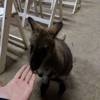 Fall City Wallaby Ranch - This is Victory! - Ranches Near Me - Fall City, Washington