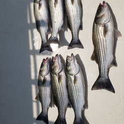 Screaming Eagle Fishing Charter