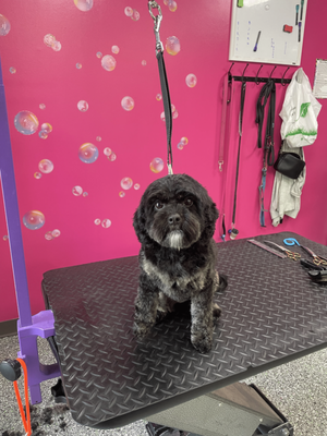 Doggy Style Salon by null