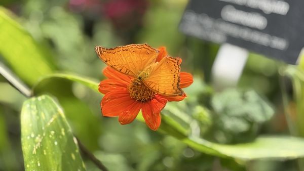 Fort Worth Botanic Garden by null