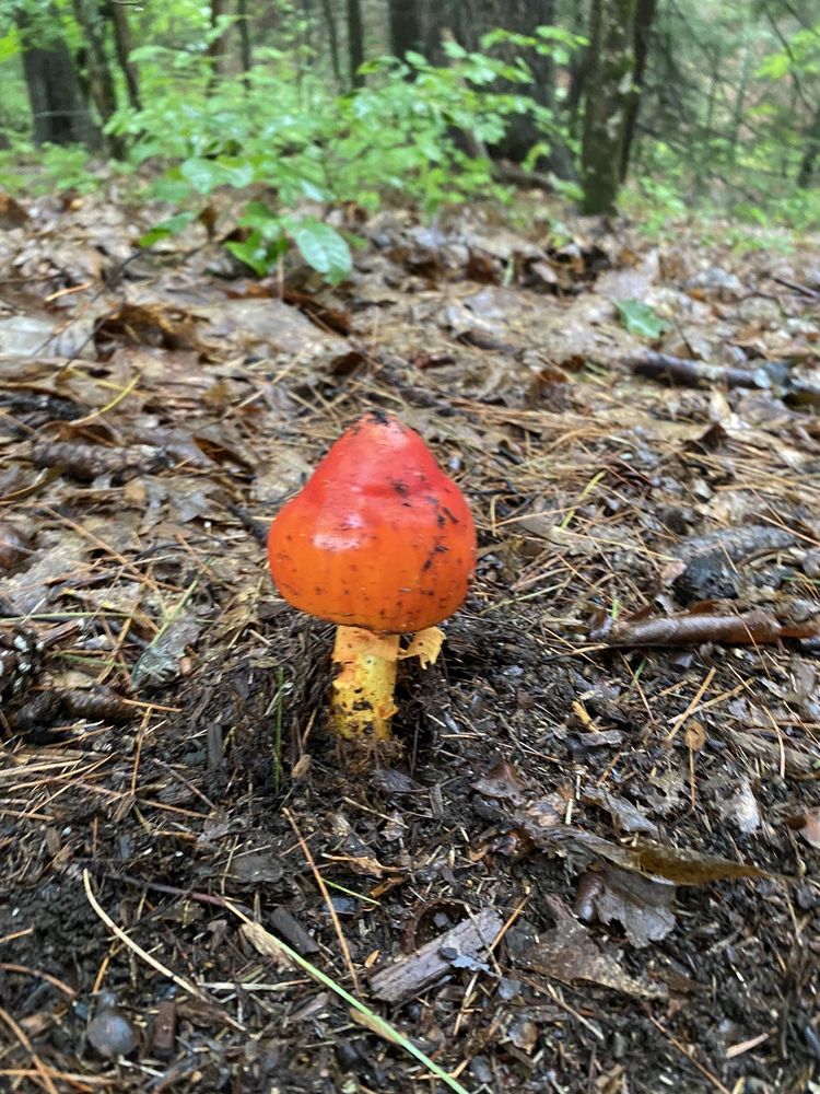 Vaughan Woods Memorial State Park