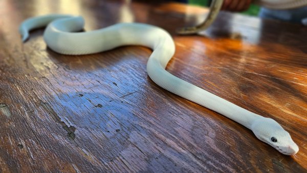 Santa Clara University by null