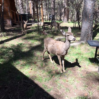 Story Book Cabins - Deer visiting us - Vacation Rentals Near Me - Ruidoso, New Mexico