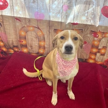 Kennelwood Pet Resort - Daisy Rae's update photo from them!! - Pet Training Near Me - O'fallon, Illinois Kennelwood Pet Resort - Daisy Rae's update photo from them!! - Pet Training Near Me - O'fallon, Illinois
