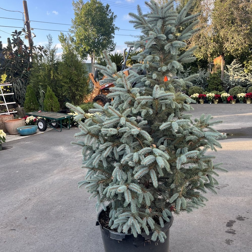Blue spruce tree that we purchased.